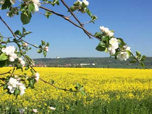 Blick zum Panoramamuseum Bad Frankenhausen