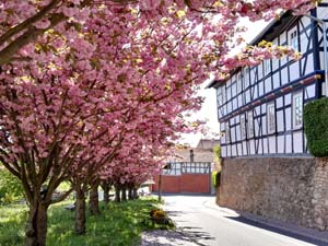 Blütenpracht Görmar Blütenpracht Görmar